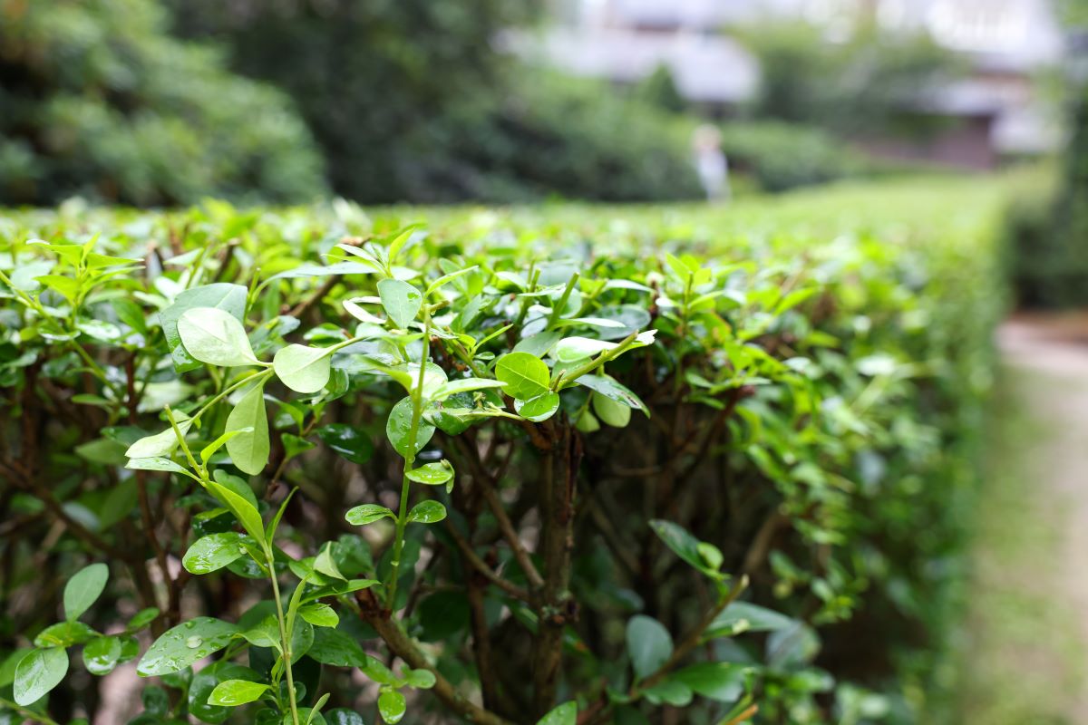 Hecke schneiden: Wann ist es erlaubt?