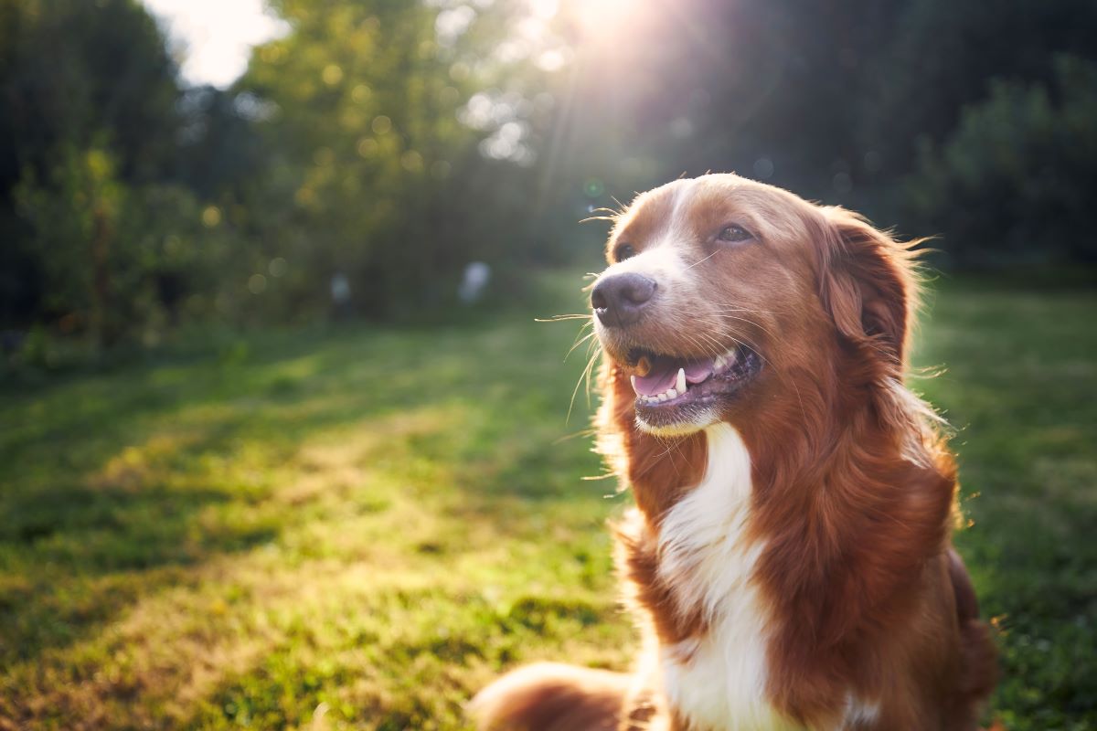 Hund vermisst Sigmaringen – Erste Hilfe & Suchstrategie