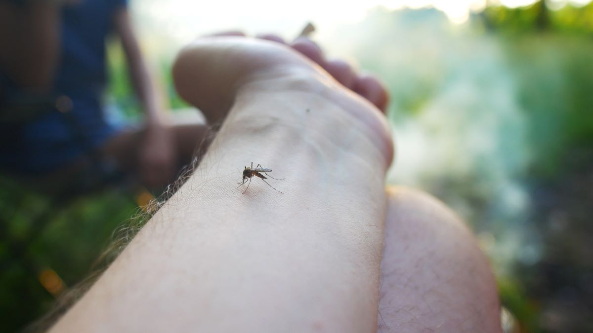 Insektenstiche in Sigmaringen: Erste Hilfe, Symptome und eff