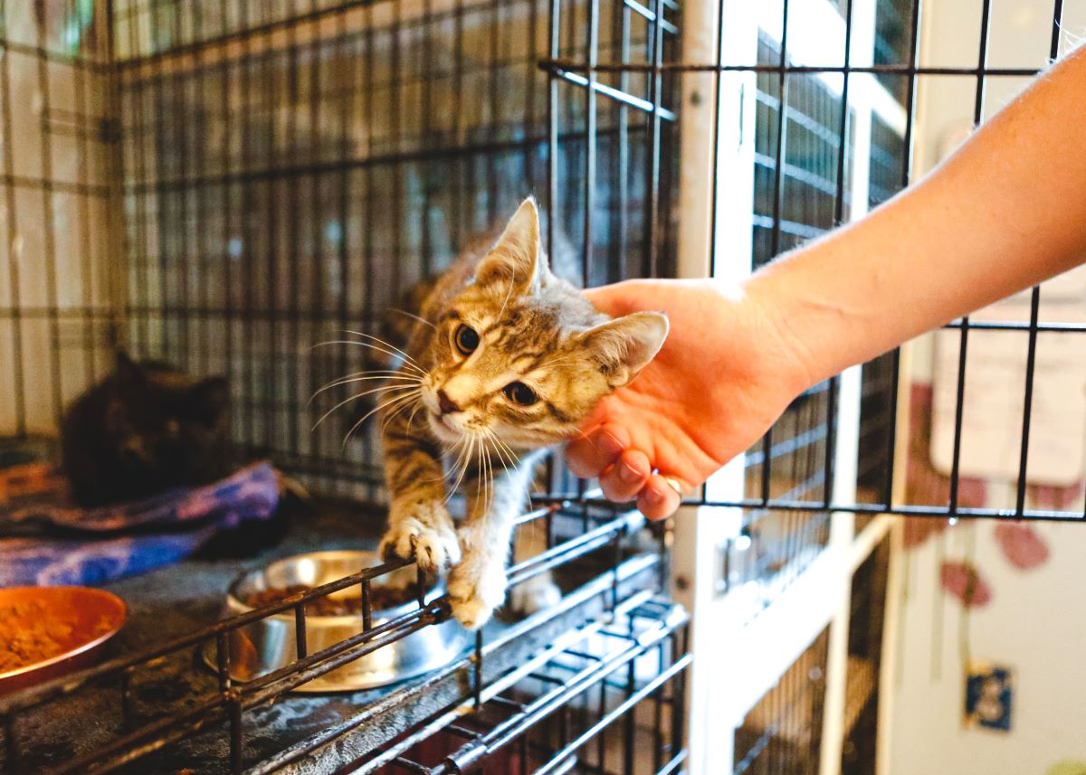 Katze mikrochippen Sigmaringen — Wichtige Tipps
