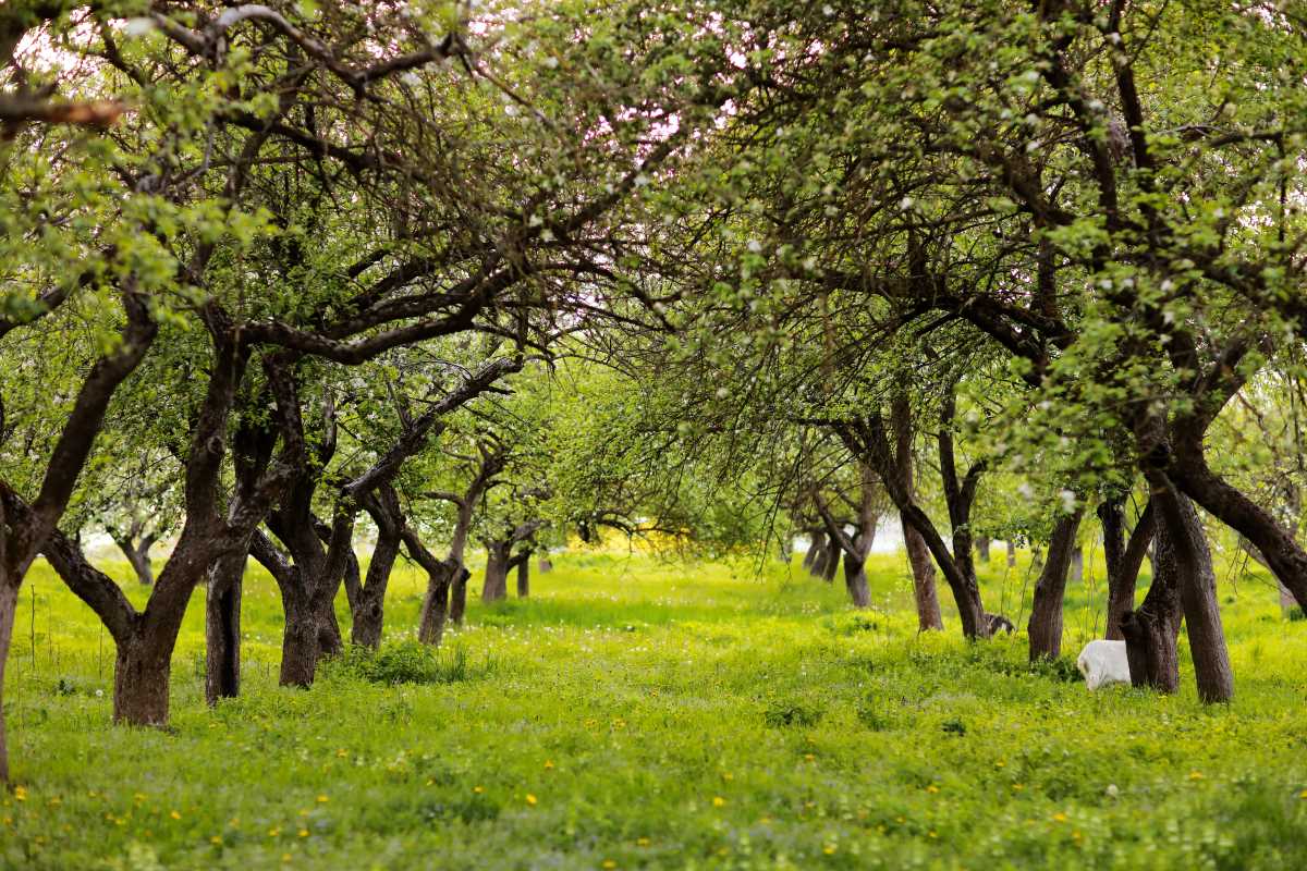 Streuobstwiese kaufen in Sigmaringen — Eine lohnende Investi