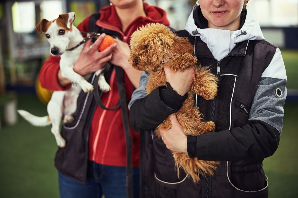 Tier adoptieren statt kaufen – Tierheim Sigmaringen