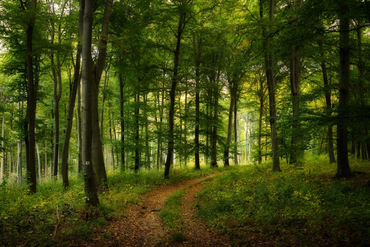 Wald-Ausflug mit Kindern in Sigmaringen: Das ist erlaubt – D